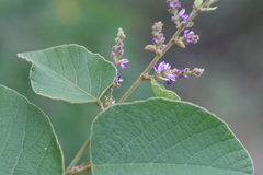 Desmodium velutinum